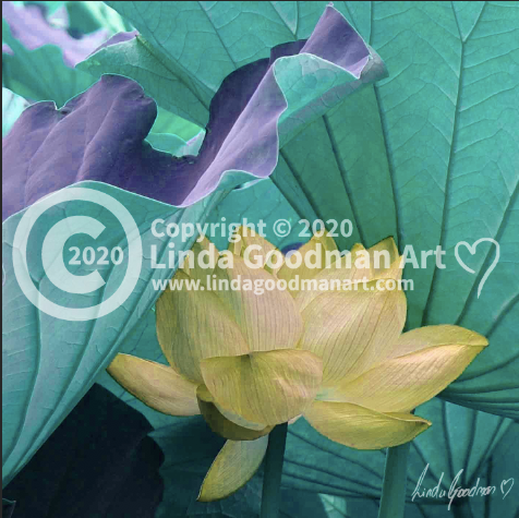 Original Art Photography - Yellow & Green Waterlily