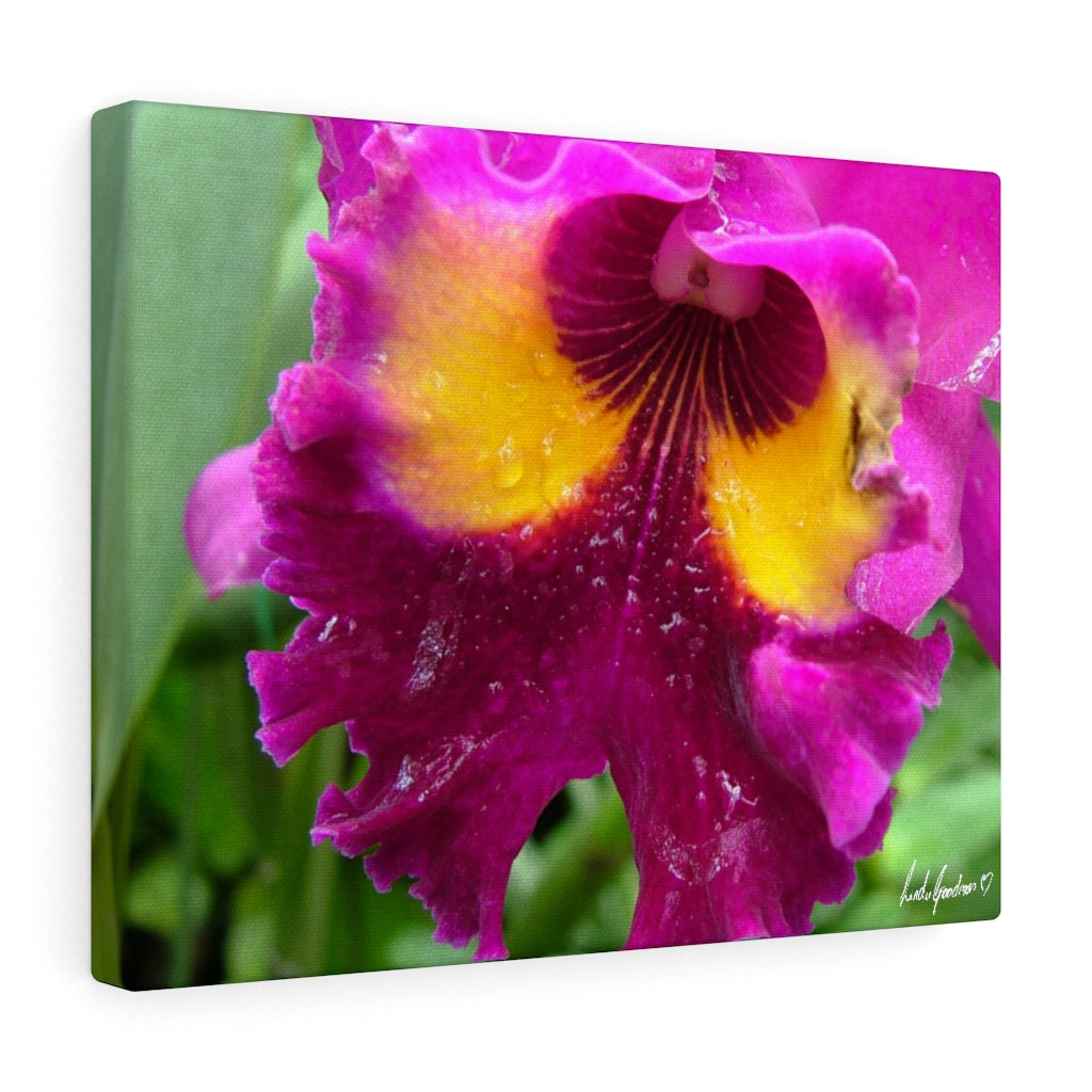 Original Art Premium Gallery Canvas by Linda Goodman