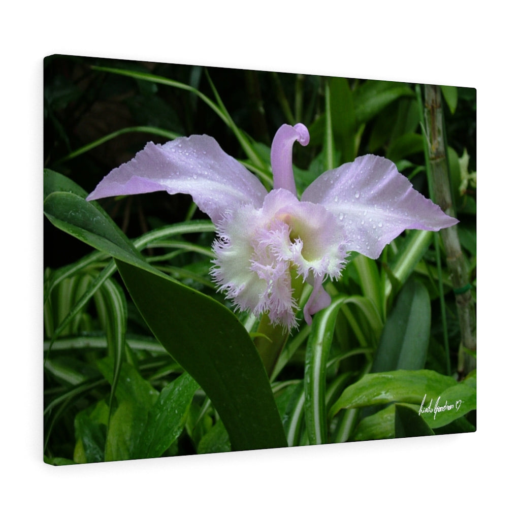 Original Art Premium Gallery Canvas by Linda Goodman