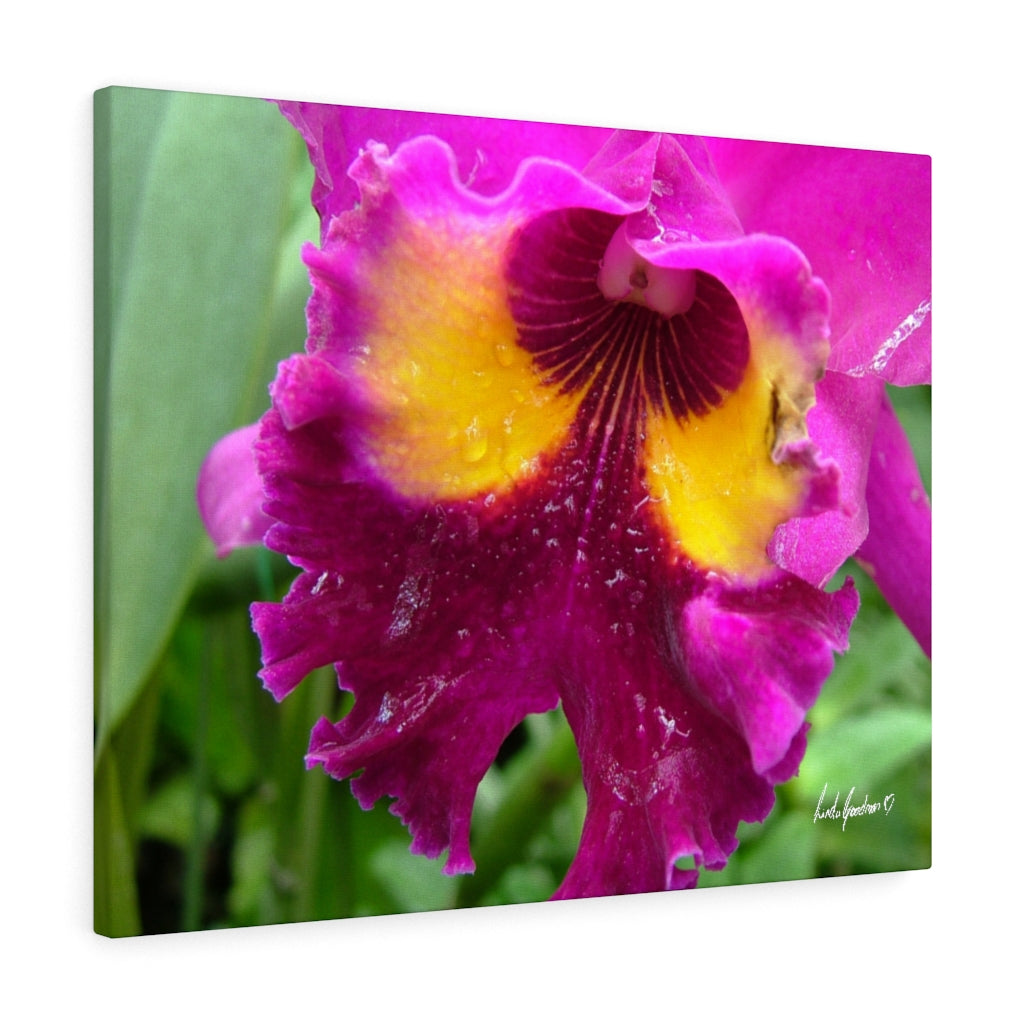 Original Art Premium Gallery Canvas by Linda Goodman