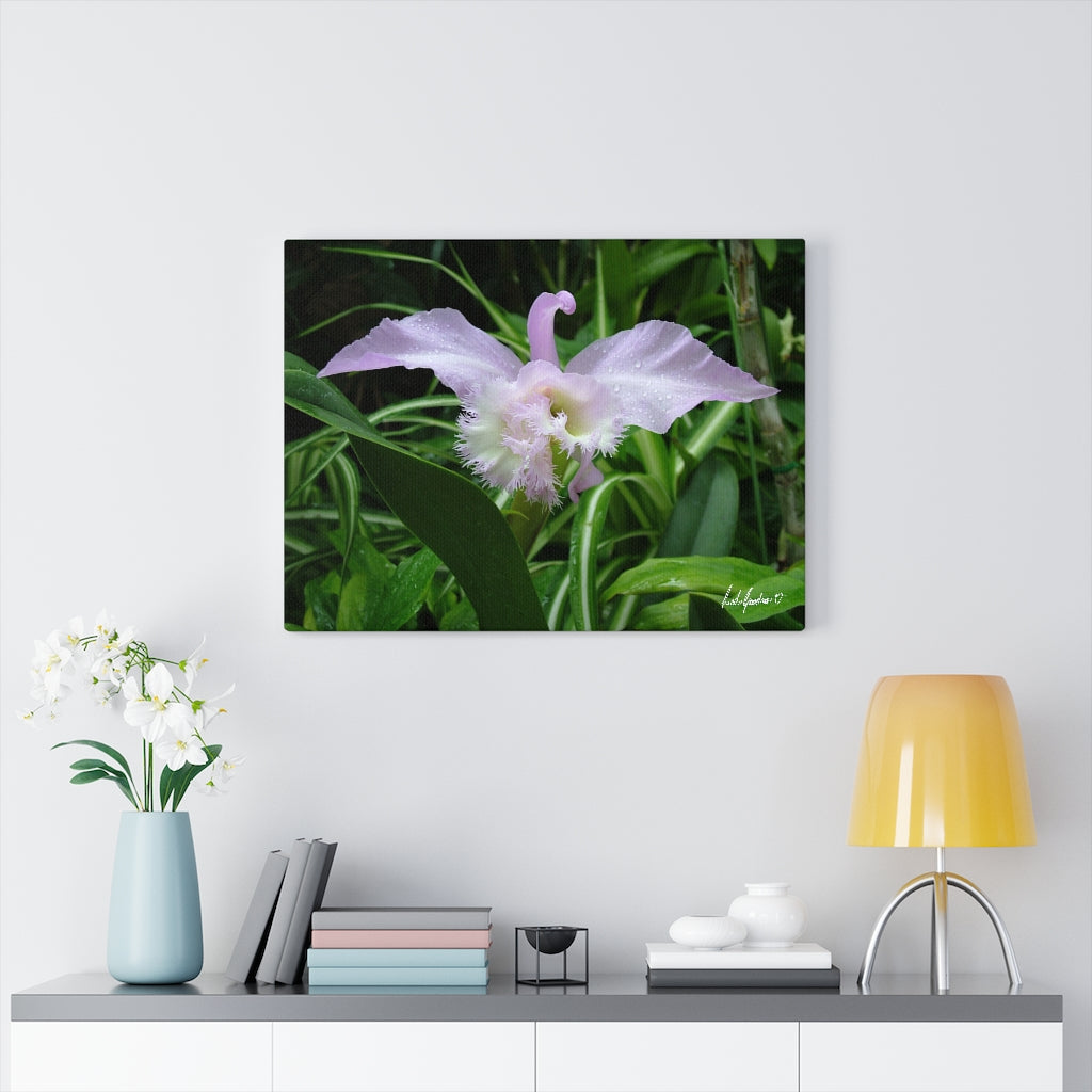 Original Art Premium Gallery Canvas by Linda Goodman