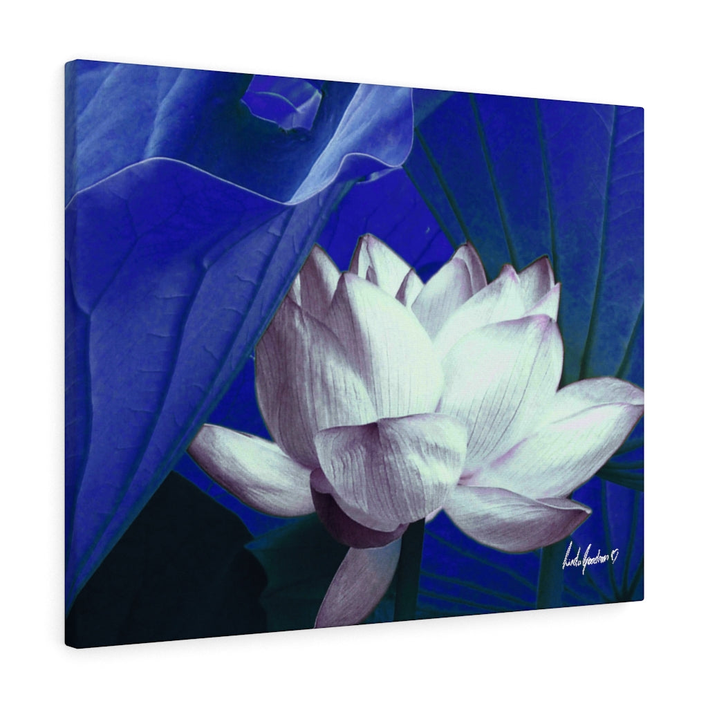 Original Art Premium Gallery Canvas by Linda Goodman
