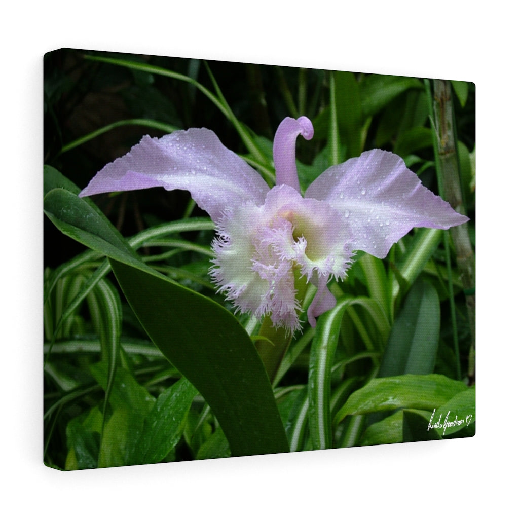 Original Art Premium Gallery Canvas by Linda Goodman