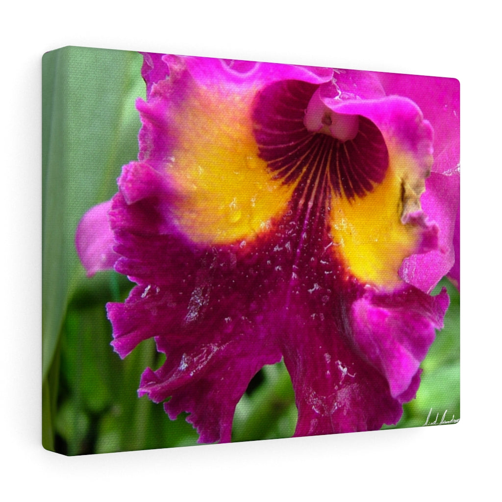 Original Art Premium Gallery Canvas by Linda Goodman