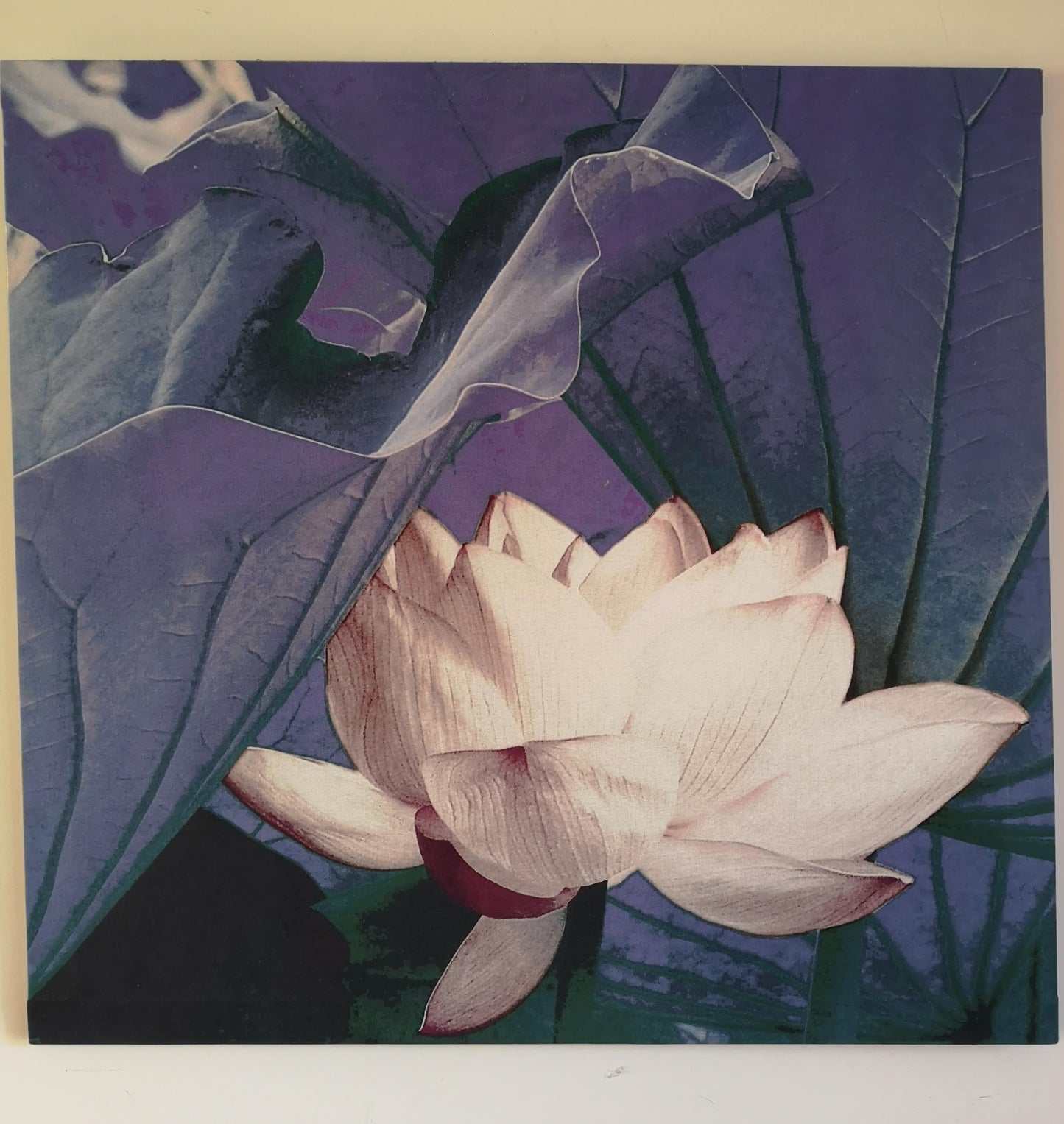 Original Art Photography - White & Blue Waterlily
