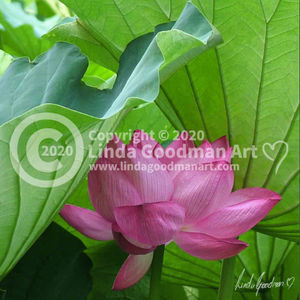 Original Art Photography- Pink & Green Waterlily