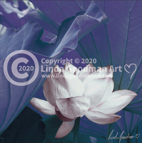 Original Art Photography - White & Blue Waterlily
