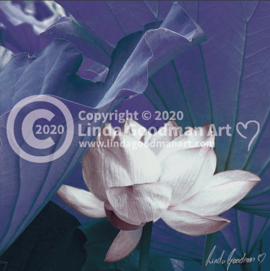 Original Art Photography - White & Blue Waterlily