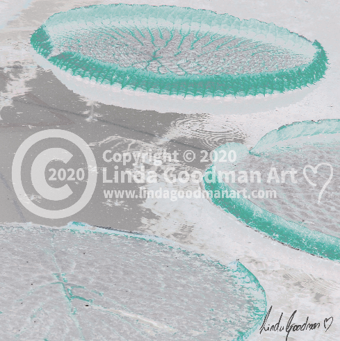 Original Art Photography - Grey & Green Lily Pad