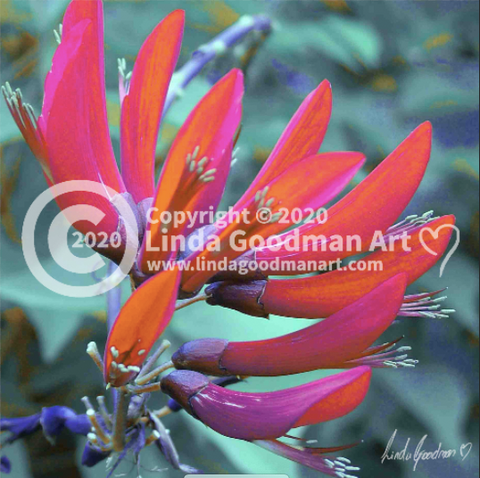Original Art Photography- Pink & Orange Paw Flower