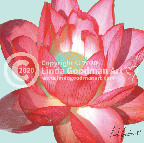 Original Art Photography - Waterlily