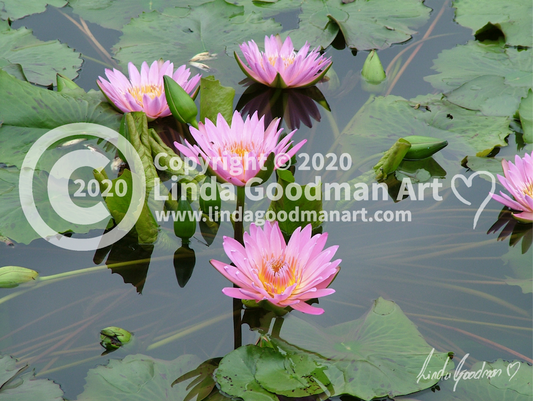 Original Art Photography - 5 Waterlily's