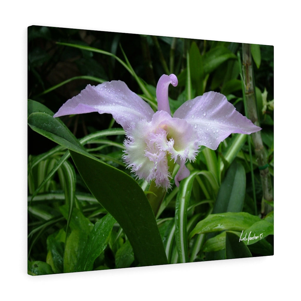 Original Art Premium Gallery Canvas by Linda Goodman