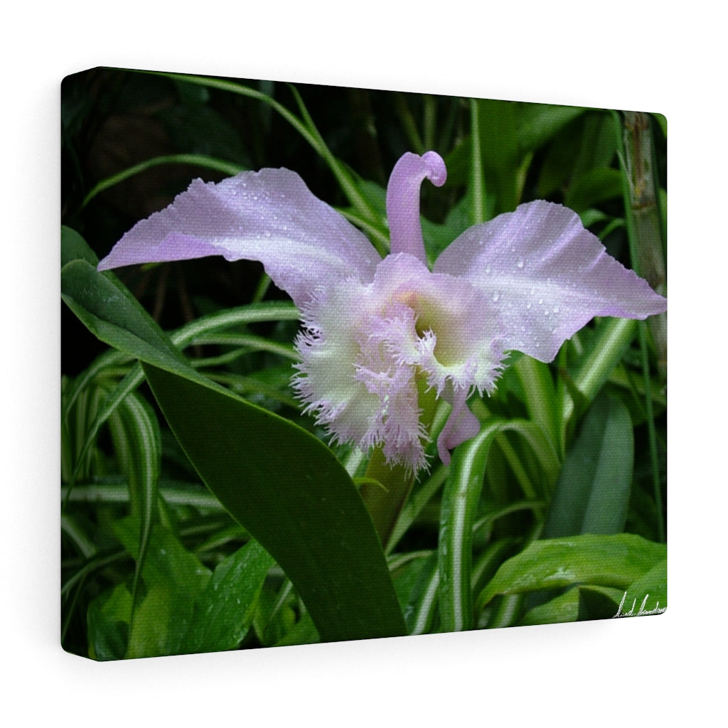 Original Art Premium Gallery Canvas by Linda Goodman