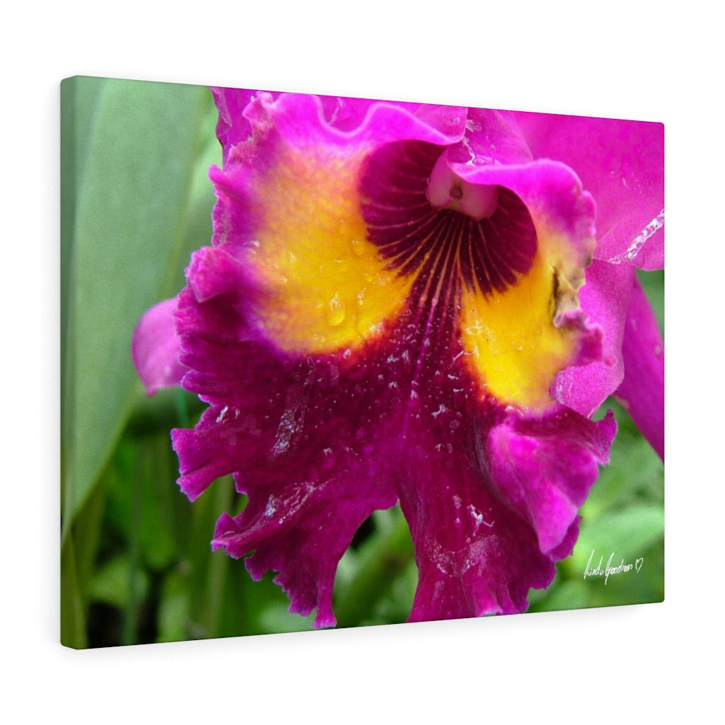 Original Art Premium Gallery Canvas by Linda Goodman