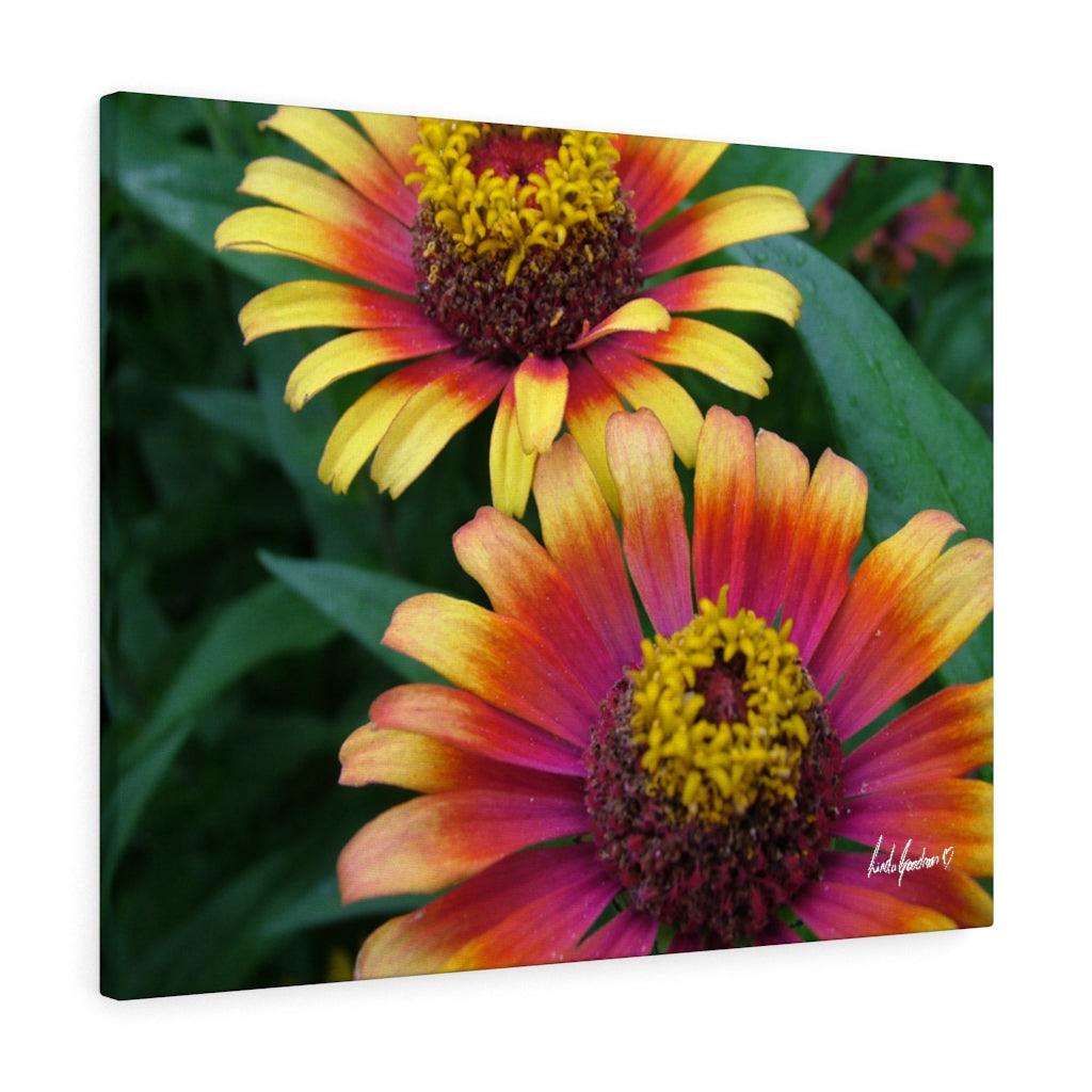 Original Art Premium Gallery Canvas by Linda Goodman
