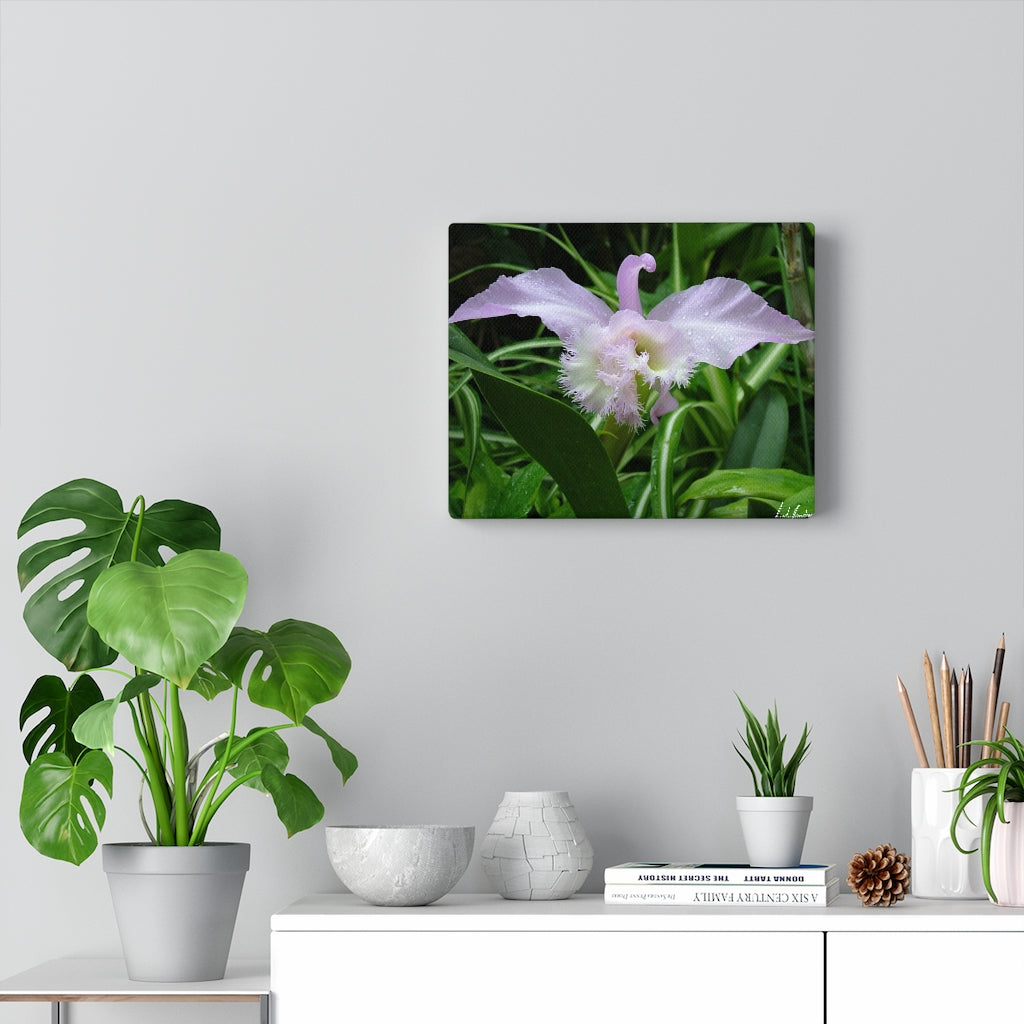 Original Art Premium Gallery Canvas by Linda Goodman